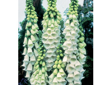 ����������� ��������� ALBA.jpg