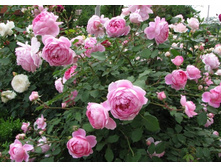 ���� ���� �������� 1.jpg