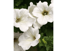 49 Surfinia Classic White