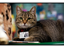 ������� ������ �������. ���������� �������