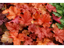 ������� PAPRIKA �������.jpg