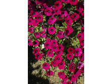 61 ������� Little Shiraz