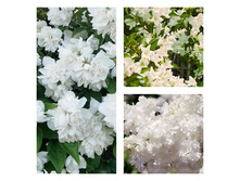 ������������ �����.jpg