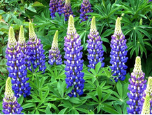 ����� ������������ THE GOVERNOR.jpg