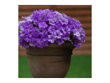 74 ������� Surfinia Classic Heavenly Blue