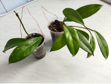 IMG 20220328 124419.jpg