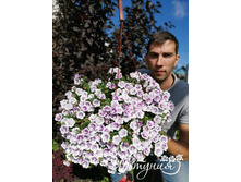 52. ���������� Minifamousr uno double light violet