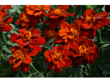 4 �������� ����������� ������� ���