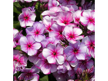 ����� ����������� ���� ����.jpg