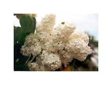 ������ ��������� �����.jpg