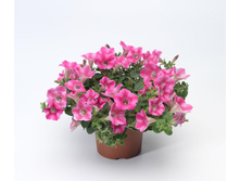 42 ������� Whispers Rose Star