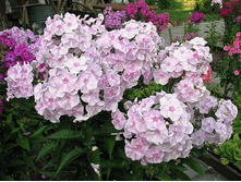 ����� ������� �����.jpg