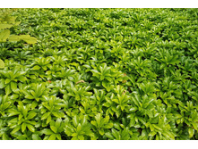 ���������� ����������� GREEN CARPET ���� ������.jpeg