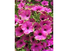 3 ������� Cascadias Pitaya