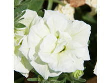 16 ������� Sweetsunshine-Pearl