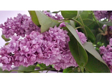 ������ ������� �����.jpg