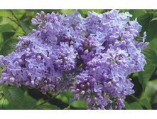 ������ MME CHARLES SOUCHET ����� ����� ����.jpg