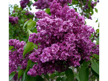 ������ CHARLES JOLY ����� ����.jpg