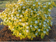 ������������� ����������.jpg