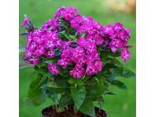 ����� ����������� ������� ������ BAMBINI DESIRE.jpg