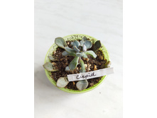 IMG 20220328 123237.jpg