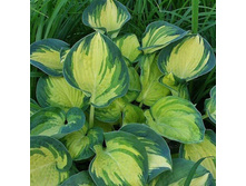 ����� ��� ��� BEACH BOY.jpg