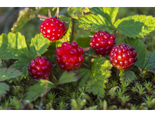 �������� ��������� Astra �����.jpg