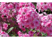 ����� ����������� ������.jpg