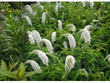 ��������� ������������.jpg