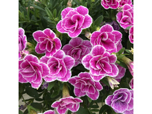 1 ���������� SUPERBELLS Sweet Love