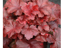 ������� GALAXY �������.jpg