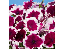 33 ������� ����������� ��������� �������� �����