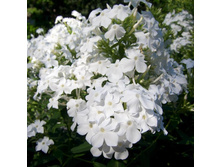 ����� ����������� White Sparr���� �����.jpg