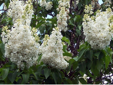 ������ ROCHESTER ��������1.jpg