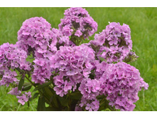 ����� ����������� �������.jpg