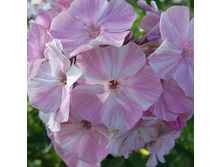 ����� ����������� ������� PICASSO1.jpg