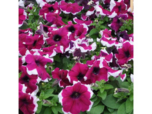 15 ������� ����������� ����� ��� �� �������� ������