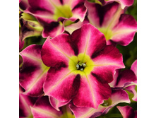 8 ������� Crazytunia Star Fruit