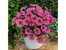 33 ������ Beautical Sunray Pink