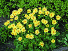 ��������� ��������� LITTLE LEO.jpg