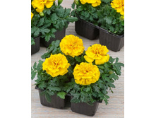 5 �������� ����������� ���� ����