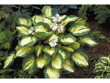1Hosta Great Expectations.jpg