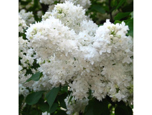 ������ ��������� �������.jpg