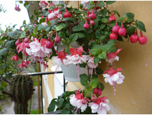 70 ������ Swingtime15