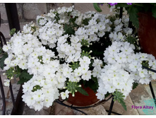 28 ������� Empress Flair White