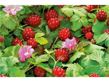 �������� ��������� Aura ����.jpg