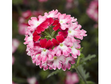 29 ������� Lanai Twister red