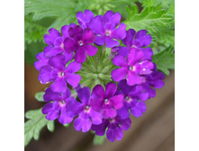 12 ������� Empress Sun Violet