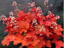 ������� ��������� Rio ���.jpg