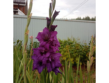 ������������ ����